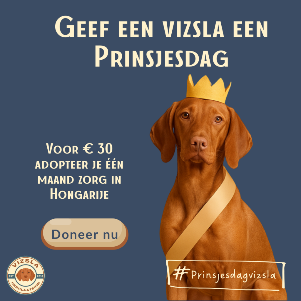Vizsla met kroontje die oproept voor een donatie op prinsjesdag
