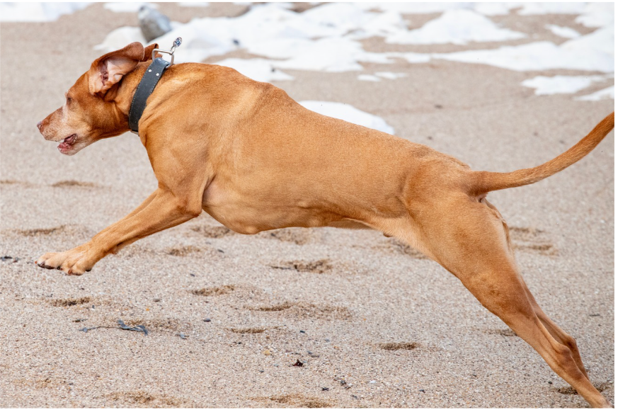 Springende vizsla, in volle vaart, op het strand.