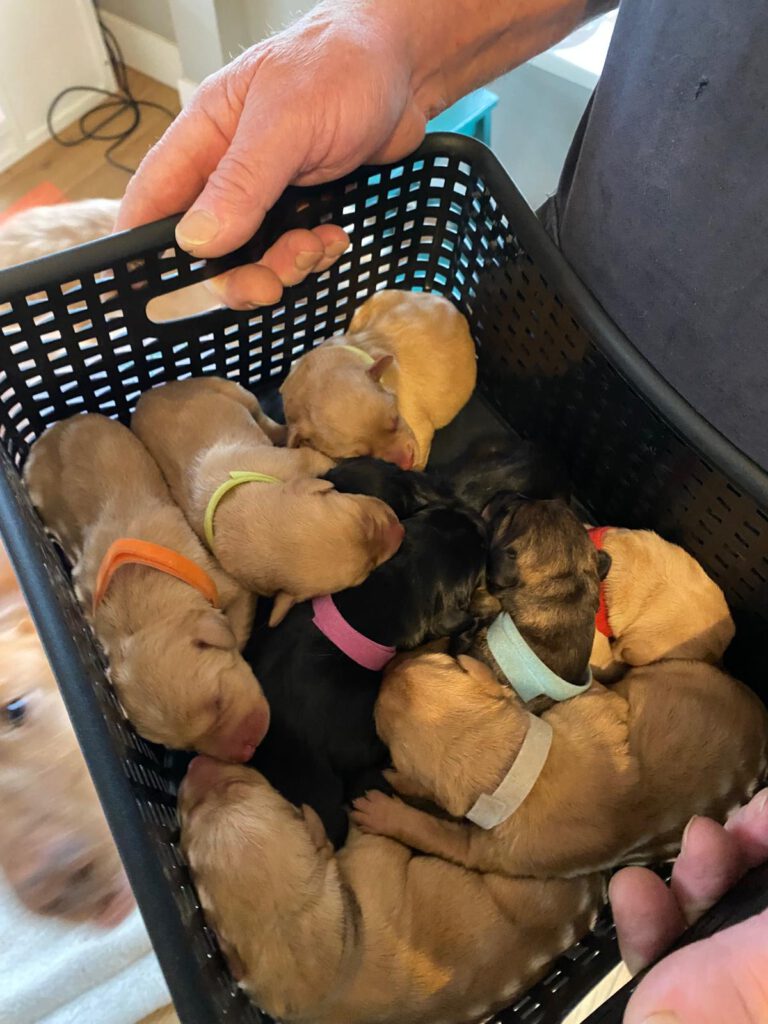 ten vizsla mix pups in a basket
