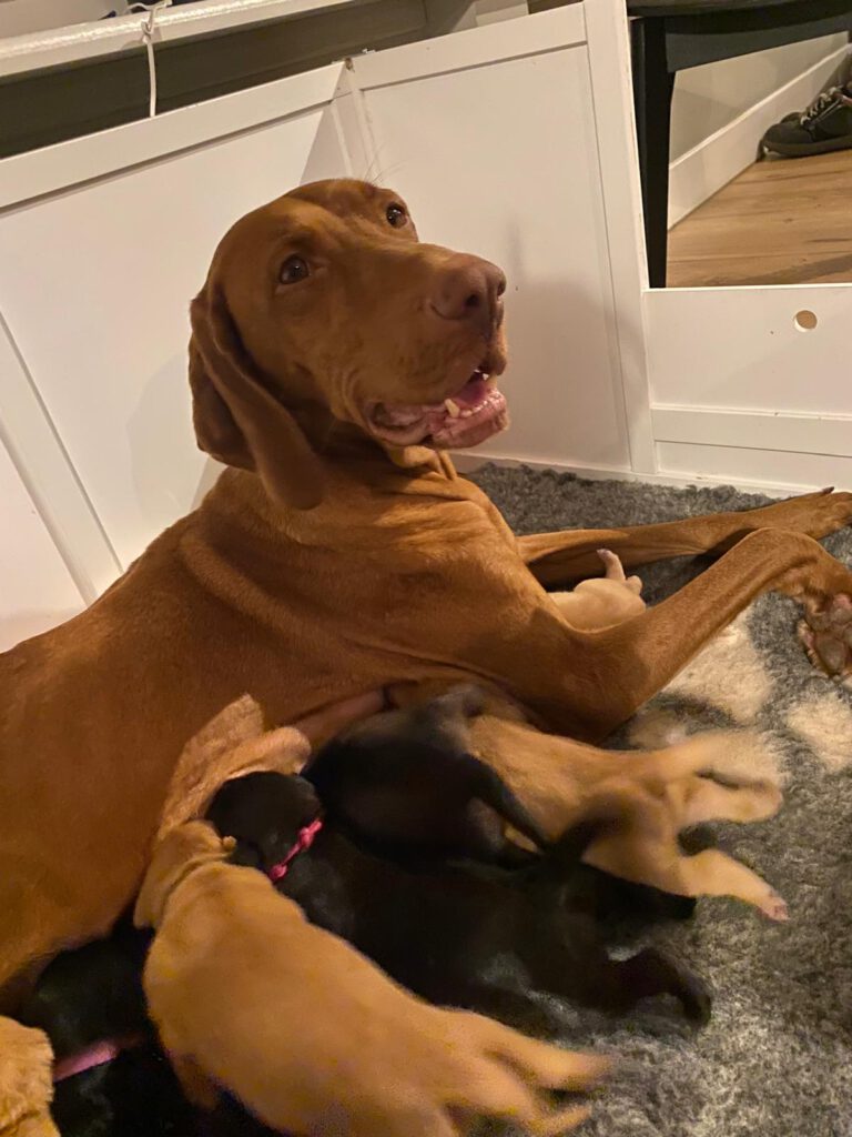 Moedervizsla met meerdere zogende puppy's