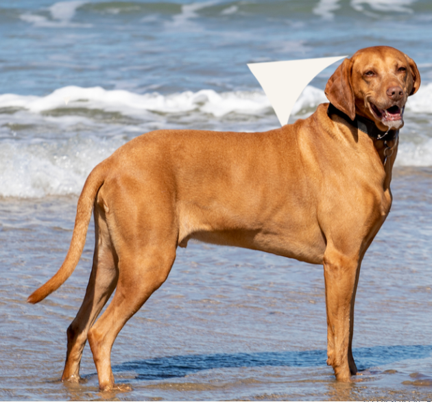 Vizsla in de branding. Vizsla is een herplaatser via stichting vizsla herplaatsing