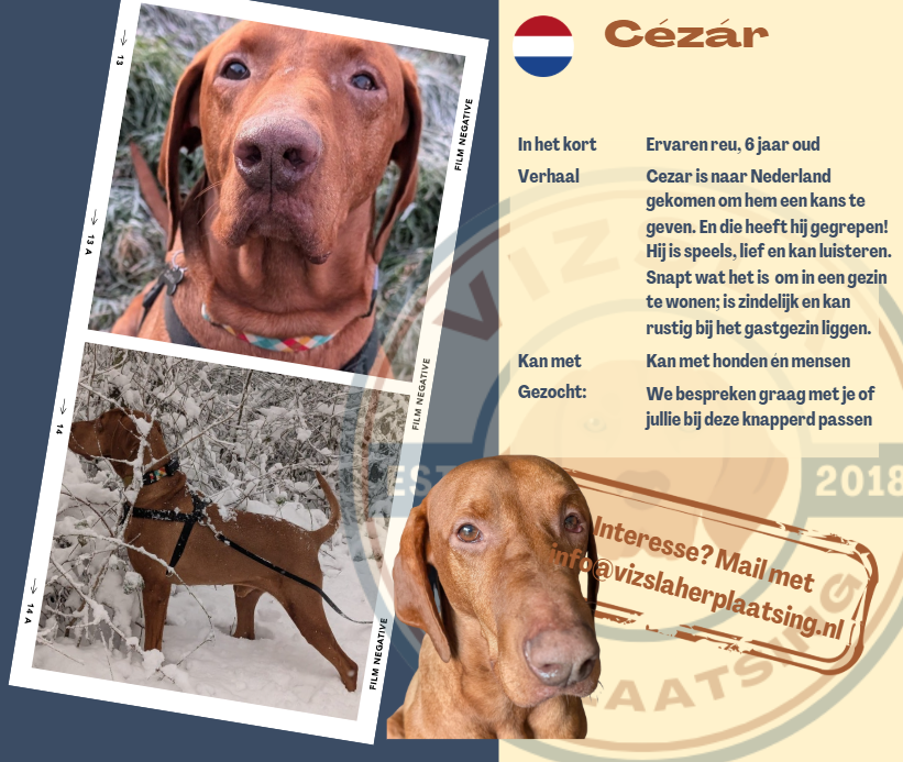 contactsheet voor vizsla
