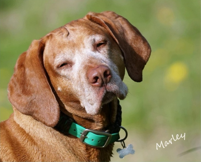 Old vizsla dog, rehomed via Stichting vizsla herplaatsing