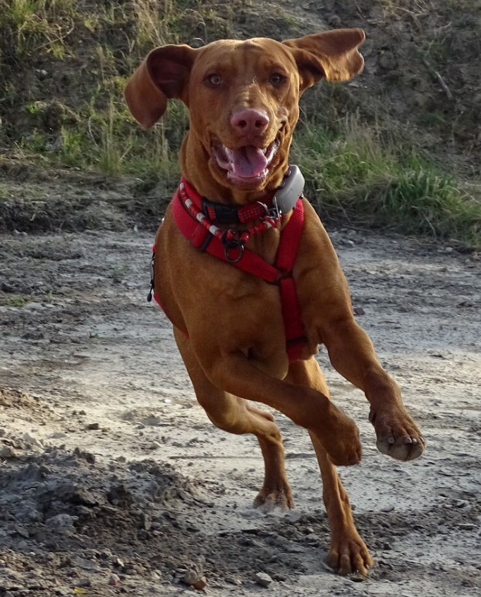 Rennende vizsla. Vizsla herplaatst via stichting vizsla herplaatsing