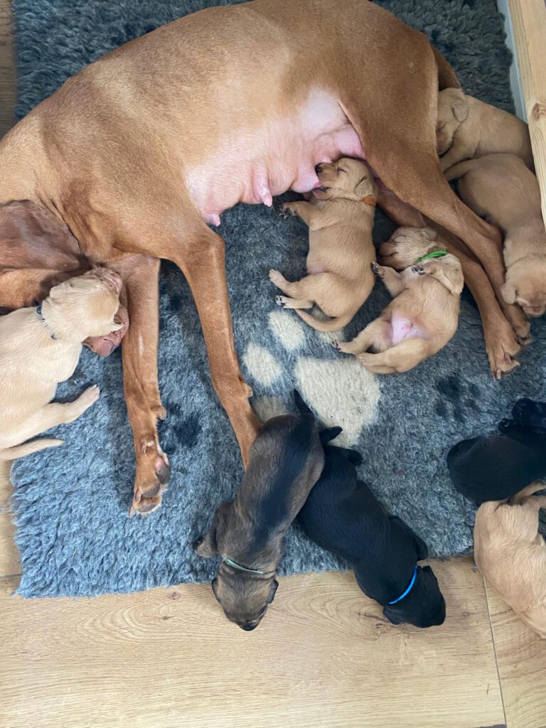 mother vizsla and her pups. Pups are a mix vizsla. Relocated via Stichting Vizsla Herplaatsing