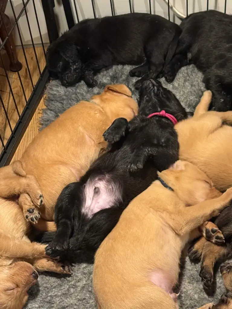 3 vizsla mix pup, te herplaatsen via stichting vizsla herplaatsing