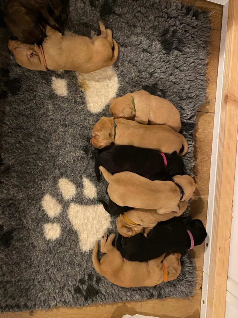 10 vizsla mix pups, afkomstig van Stichting Vizsla Herplaatsing
