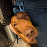 vizsla reu, te herplaatsen via stichting vizsla herplaatsing
