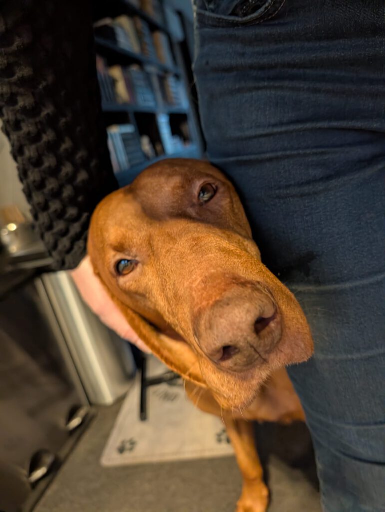 vizsla reu, te herplaatsen via stichting vizsla herplaatsing