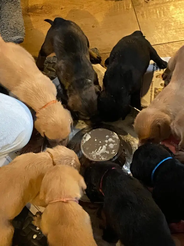 een aantal vizlsa mix puppies voor het eerst aan het vast voer. Puppys via stichting vizsla herplaatsing