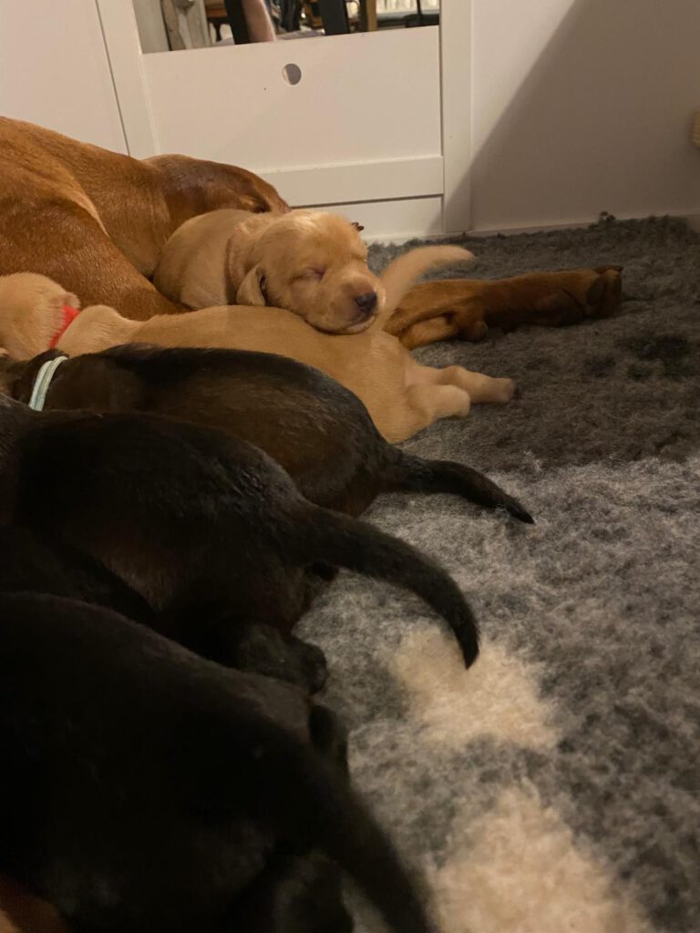 MOeder vizsla van vizsla herplaatsing met een aantal pups