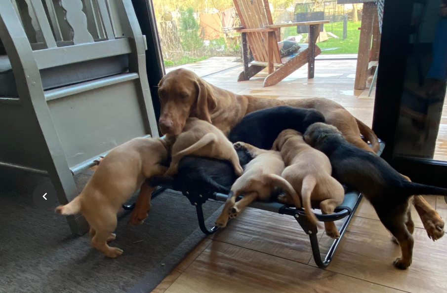 11 dogs on a stretcher, all rehomed via Stichting Vizsla Herplaatsing