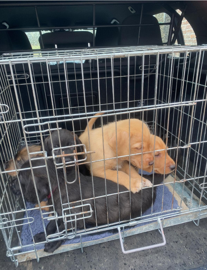 vizslamix pups in een bench achterin de auto. Stichting Vizsla Herplaatsing