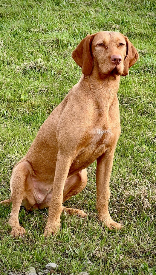 wire haired vizsla, vizsla draadhaar, stichting vizsla herplaatsing
