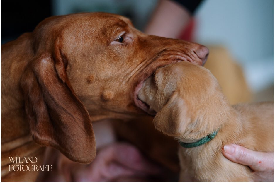 vizsla mix puppie eating at his vizslamam
