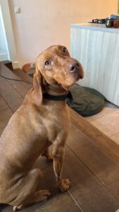 vizsla die herplaatst wordt via stichting vizsla herplaatsing