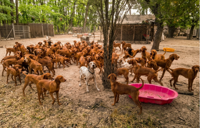 group dogs, rescued by vizslavilág in hungary