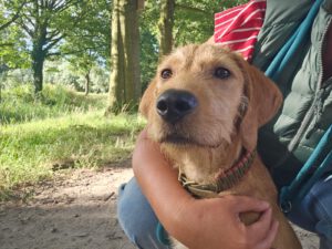 Vizsla mix, wordt herplaatst via Stichting Vizsla Herplaatsing