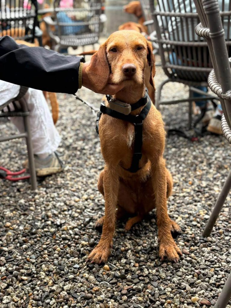 draadhaar vizsla geaaid door haar baas