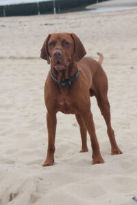 Vizsla on the beach